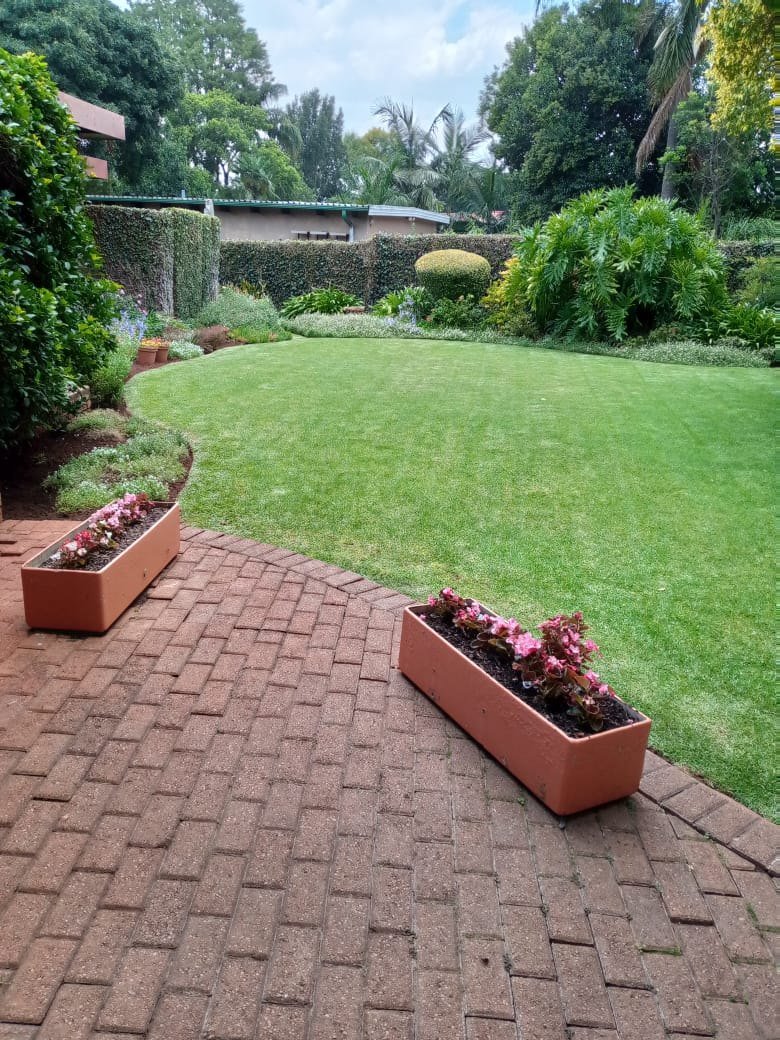 A freshly trimmed yellow duranta hedge with a clean, level top edge